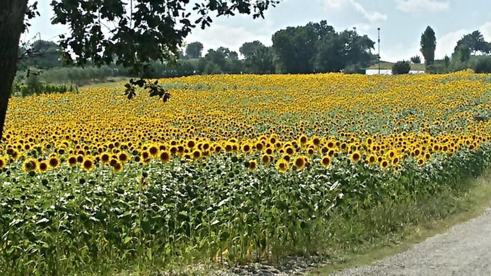Il Borghetto Lägenhet San Lorenzo in Campo Exteriör bild